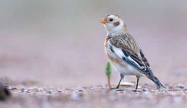 Przepiękny ptak przylatuje na zimę do Polski. Wybiera jedną część kraju