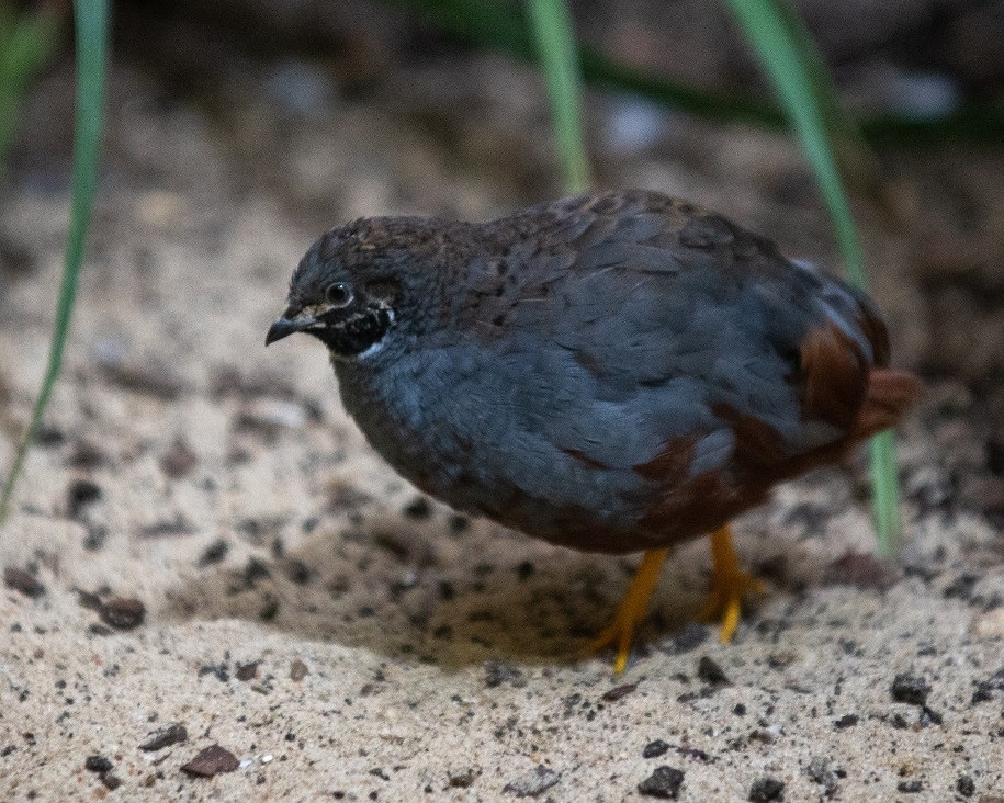 Przepiórka chińska /ZOO Łódź /