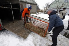 Przeprowadzka świnki Blondynki