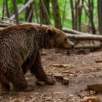 Przeprowadzka zamiast odstrzału? Nowy pomysł ws. bieszczadzkich niedźwiedzi