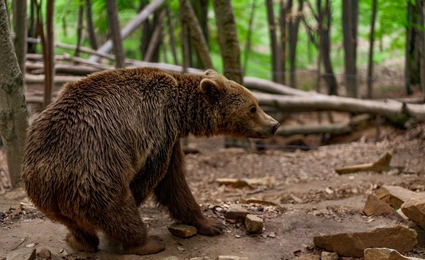 Przeprowadzka zamiast odstrzału? Nowy pomysł ws. bieszczadzkich niedźwiedzi