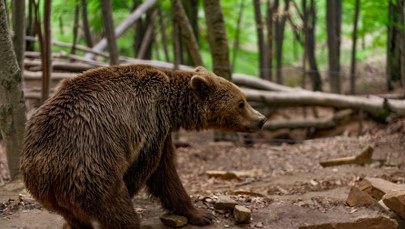 Przeprowadzka zamiast odstrzału? Nowy pomysł ws. bieszczadzkich niedźwiedzi