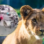 Przerażające nagranie z Pakistanu. Młody lew zaatakował kobietę i dzieci