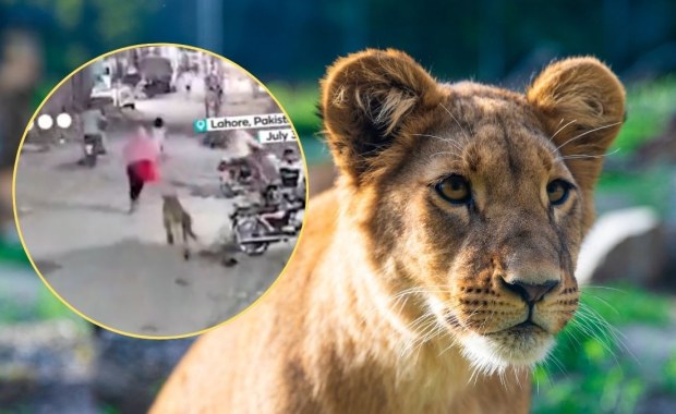 Przerażające nagranie z Pakistanu. Młody lew zaatakował kobietę i dzieci