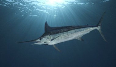 Przerażające znalezisko w Niemczech. Zjadał i jednocześnie był zjadany