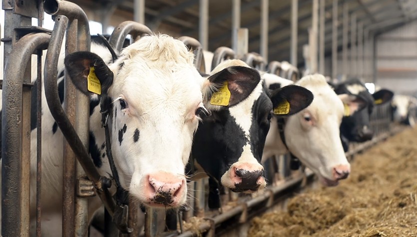 Przerażający widok w podlaskim gospodarstwie. 50-latek z zarzutami 