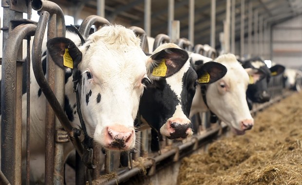 Przerażający widok w podlaskim gospodarstwie. 50-latek z zarzutami 