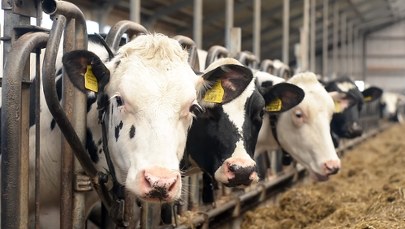 Przerażający widok w podlaskim gospodarstwie. 50-latek z zarzutami 