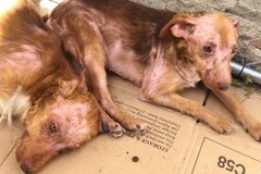 Przerażone, chore i zaniedbane. 21 psów potrzebuje pomocy