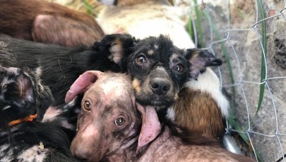 Przerażone, chore i zaniedbane. 21 psów potrzebuje pomocy