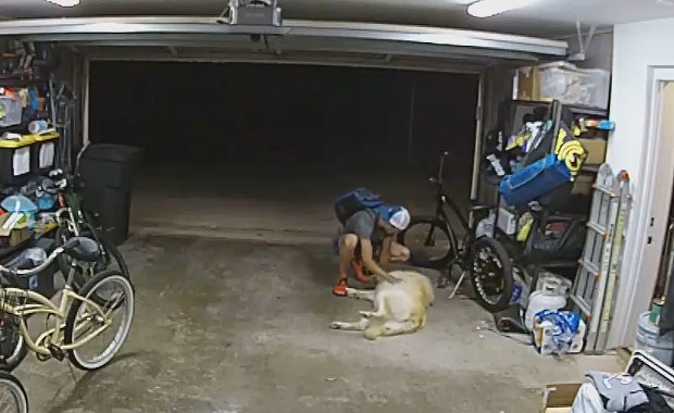 Przerwa na zabawę z psem. Złodziej nie mógł się oprzeć