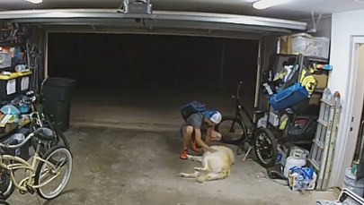 Przerwa na zabawę z psem. Złodziej nie mógł się oprzeć