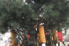 Przesadzanie drzew w Olsztynie