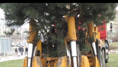 Przesadzanie drzew w Olsztynie