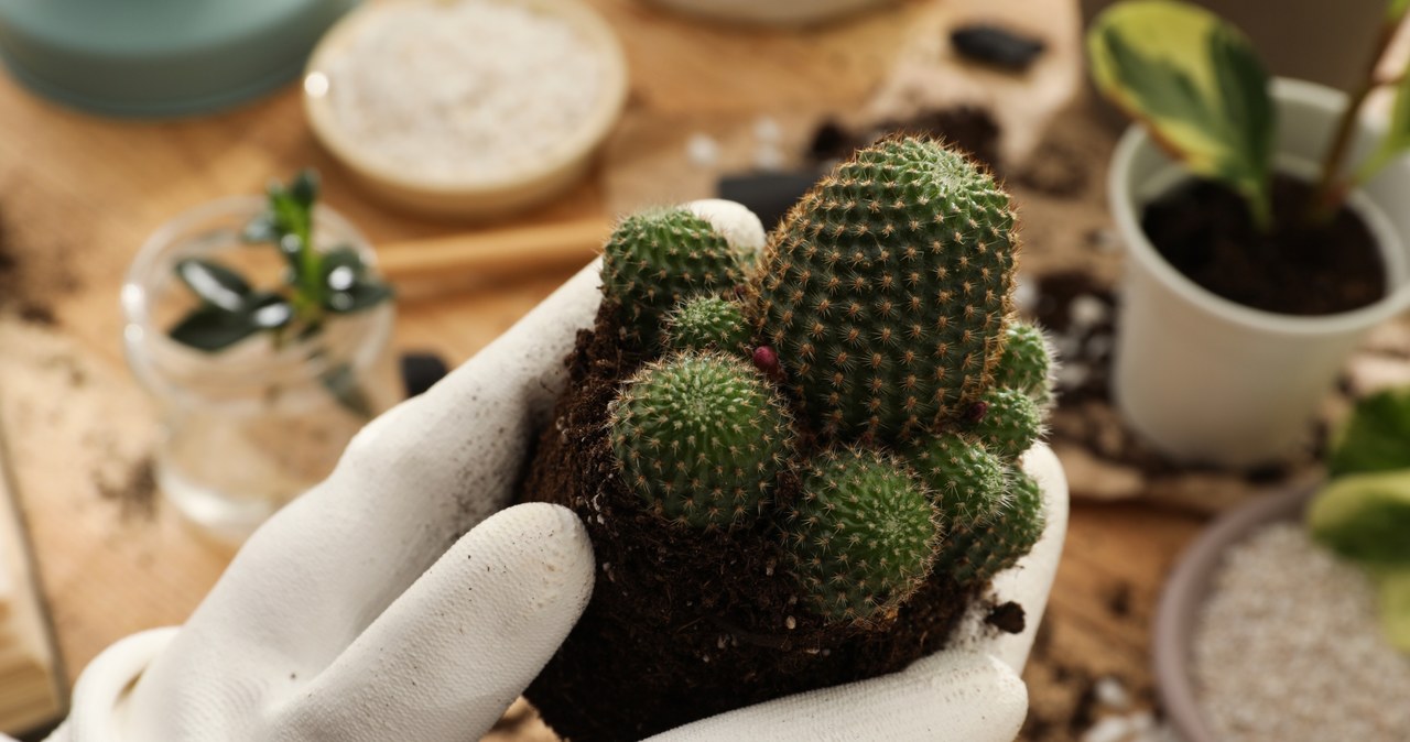 Przesadzanie i podział kaktusów nie jest zadaniem łatwym, z uwagi na ich kolce. Jak zrobić to poprawnie i bezpiecznie? /Pixel