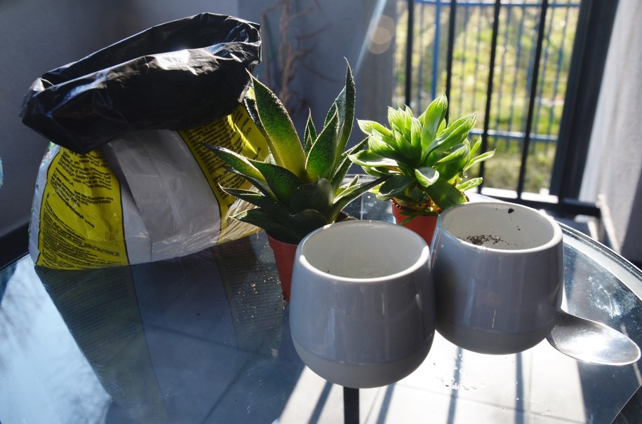 Przesadzanie kwiatów /Marlena Chudzio /RMF FM