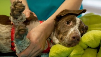 Przesłuchanie zwyrodnialca, który skatował 4-miesięcznego psa - w przyszłym tygodniu