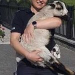 Przestraszona owieczka biegała po ulicy w Przeworsku. Pomogli jej policjanci