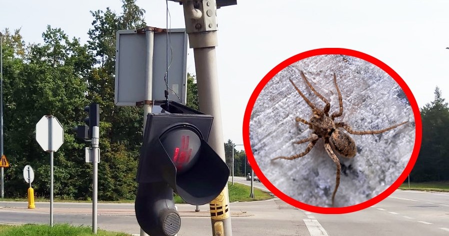 Przestraszyła się pająka i wjechała w sygnalizator. Fot. Policja / Screen. /123RF/PICSEL