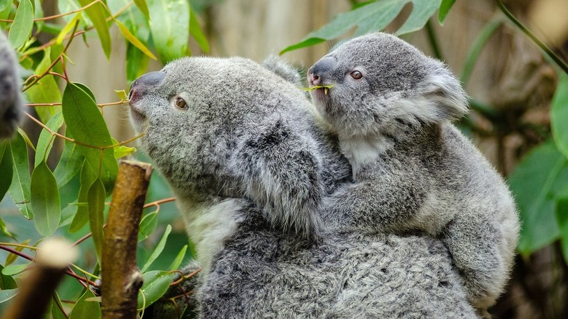 Przeszczep flory kałowej może być ratunkiem dla wymierających misiów koala /Geekweek