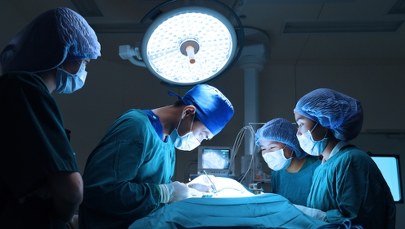 Przeszczepiona nerka od zmodyfikowanej genetycznie świni „przyjęła się”. Pierwszy taki przypadek!