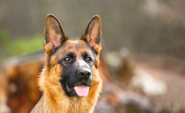 Przeszkadzało mu szczekanie psa sąsiadki. Wygrał w sądzie