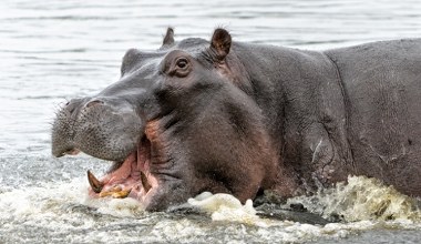 Przetrwały w rzekach blisko Polski. Zaskakujące odkrycie