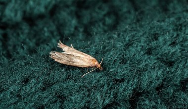 Przetrzyj tym szafki w kuchni i w sypialni. Mole będą trzymać się z daleka