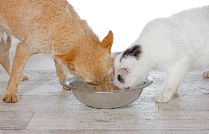 Przetworzona karma dla kotów i psów to niewystarczający posiłek /123RF/PICSEL