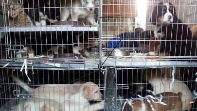 Przewoził w ciężarówce psy i koty. Ponad 160 sztuk