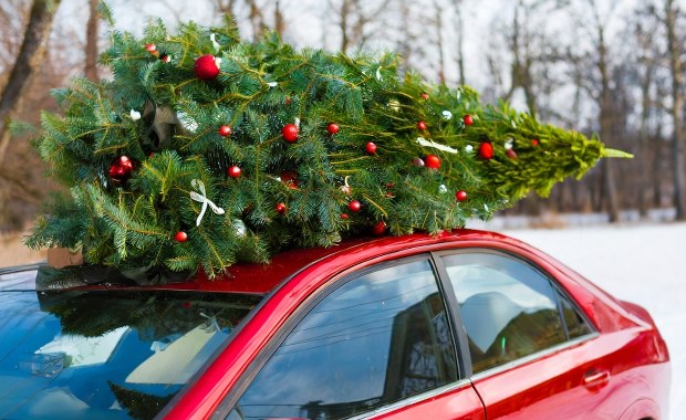 Przewozisz choinkę? Jeden błąd i zapłacisz nawet 500 zł mandatu