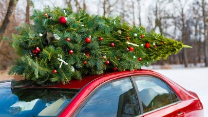 Przewozisz choinkę? Jeden błąd i zapłacisz nawet 500 zł mandatu