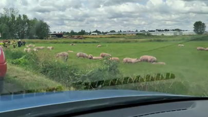 Przewróciła się ciężarówka z trzodą chlewną. "Część zwierząt rozbiegła się po łące"