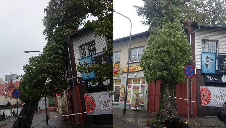 Przewrócone drzewo w Zielonej Górze /Agnieszka Der /RMF MAXX