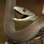 Przez 18 lat przyjął ponad 850 dawek jadu węży. Jego krew może stanowić przełom