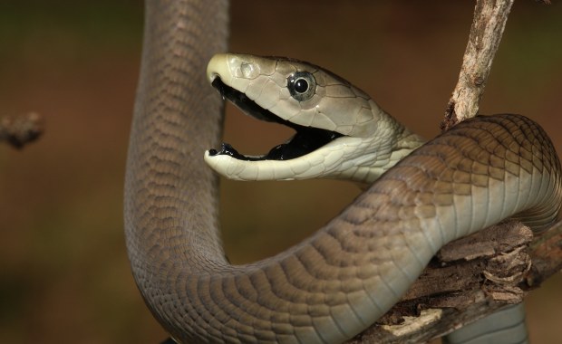 Przez 18 lat przyjął ponad 850 dawek jadu węży. Jego krew może stanowić przełom