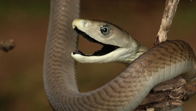 Przez 18 lat przyjął ponad 850 dawek jadu węży. Jego krew może stanowić przełom