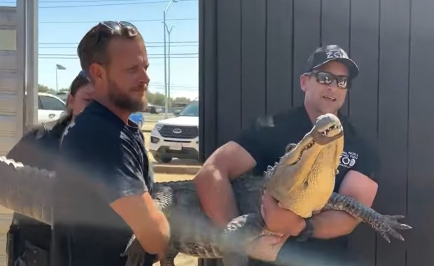 Przez 20 lat hodowała aligatora. Jajo ukradła z zoo