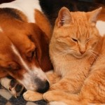 Przez lata były uważane za inteligentniejsze. Wyniki badań mogą zadziwić 