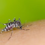 Przez ocieplenie klimatu grozi nam epidemia dengi