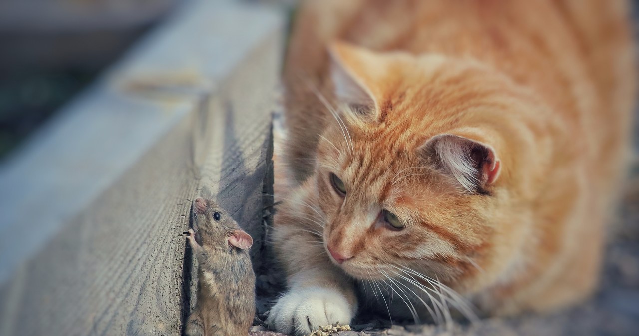 Przez tysiące lat koty stały na straży ludzkich zapasów pożywienia /markovsergei /123RF/PICSEL