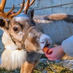 Przeżuwanie jak sen. Takiej zdolności u reniferów nikt się nie spodziewał