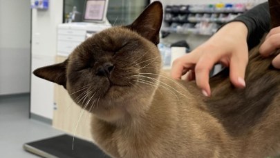 Przeżył 3000 obrotów w pralce! Superkot zadziwia świat  