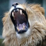 Lew Przeżył atak lwa 7 tys. lat temu. Nowe odkrycie zaskoczyło archeologów