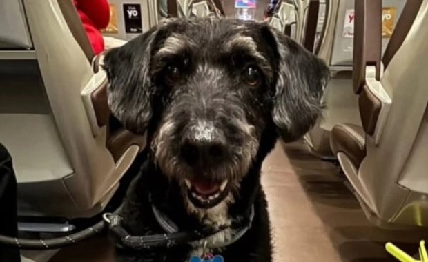 ​Przeżył katastrofę kolejową i zaginął. Finał poszukiwań psa Boro