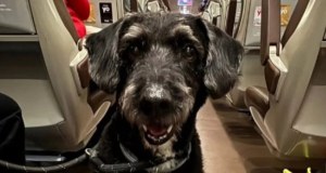 ​Przeżył katastrofę kolejową i zaginął. Finał poszukiwań psa Boro