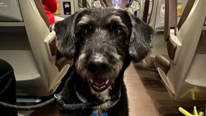 ​Przeżył katastrofę kolejową i zaginął. Finał poszukiwań psa Boro