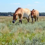 Kazachstan Przodek koni wymarł w naturze. Wraca, pojawił się w kolejnym kraju