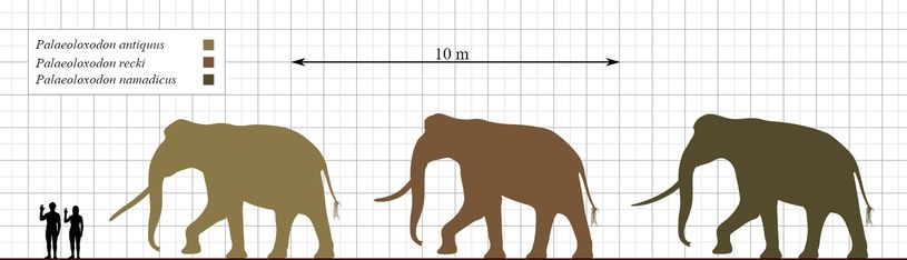 Przodkowie dzisiejszych słoni byli prawdziwymi gigantami! /Wikimedia Commons /domena publiczna