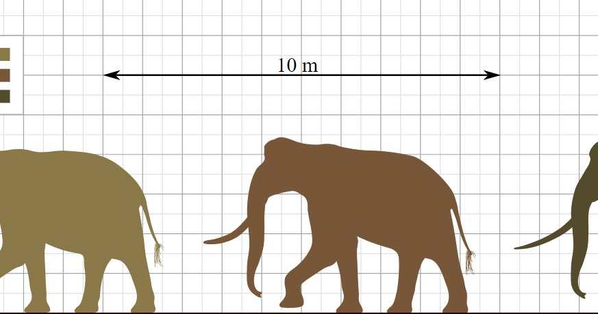 Przodkowie dzisiejszych słoni byli prawdziwymi gigantami! /Wikimedia Commons /domena publiczna